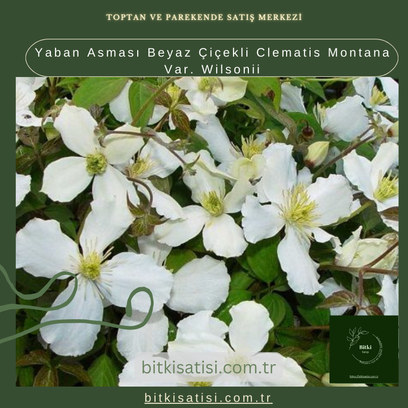 Yaban Asması Beyaz Çiçekli Clematis Montana Var. Wilsonii