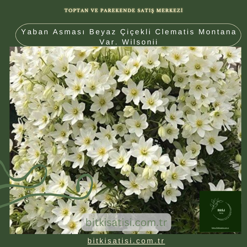 Yaban Asması Beyaz Çiçekli Clematis Montana Var. Wilsonii