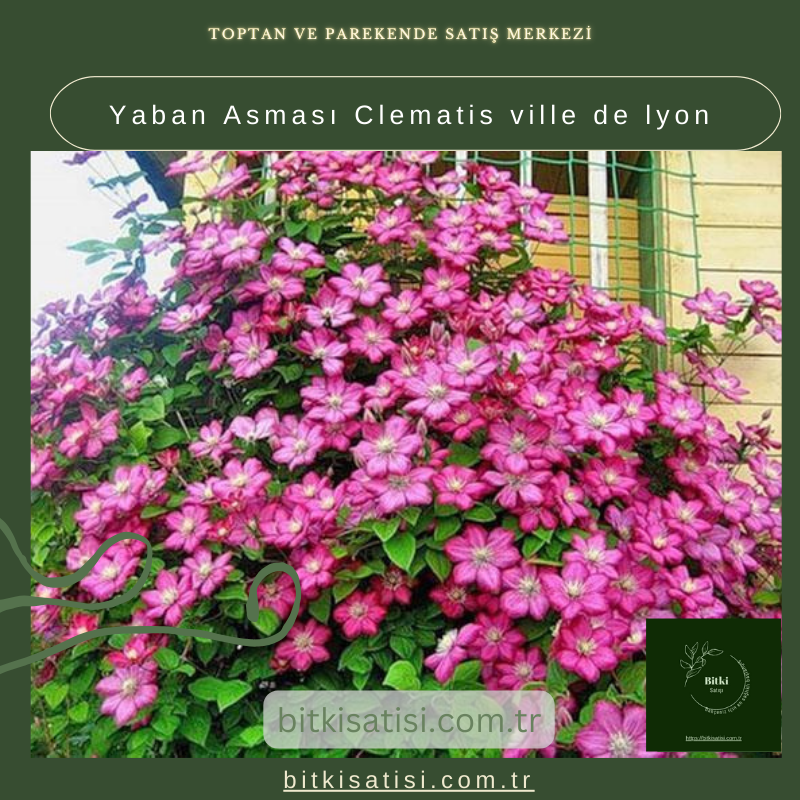 Yaban Asması Clematis ville de lyon