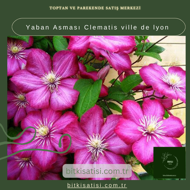 Yaban Asması Clematis ville de lyon
