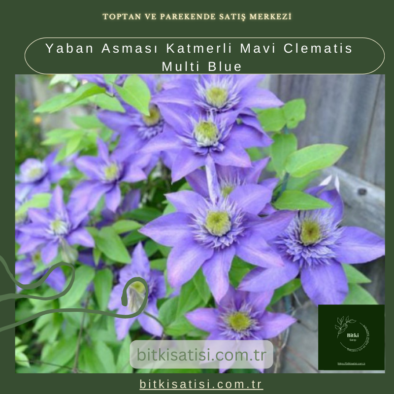 Yaban Asması Katmerli Mavi Clematis Multi Blue
