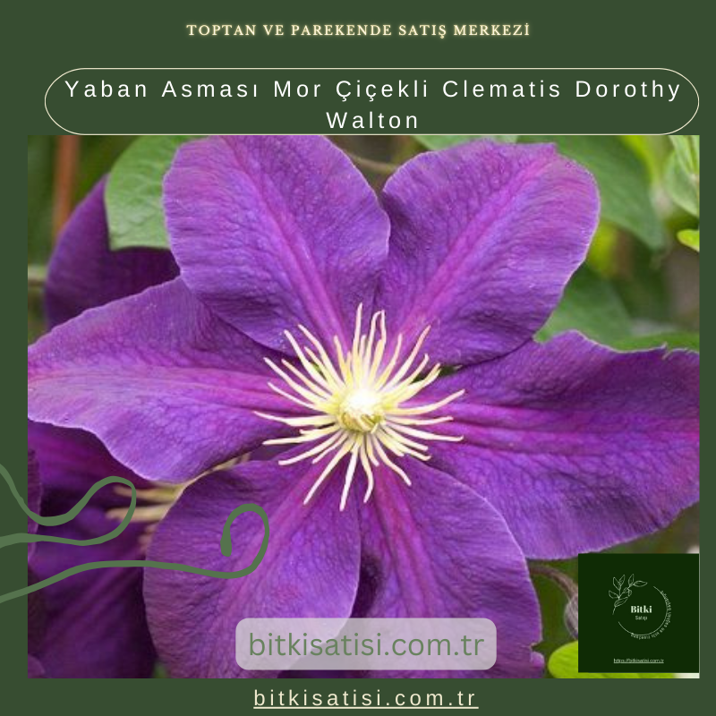 Yaban Asması Mor Çiçekli Clematis Dorothy Walton