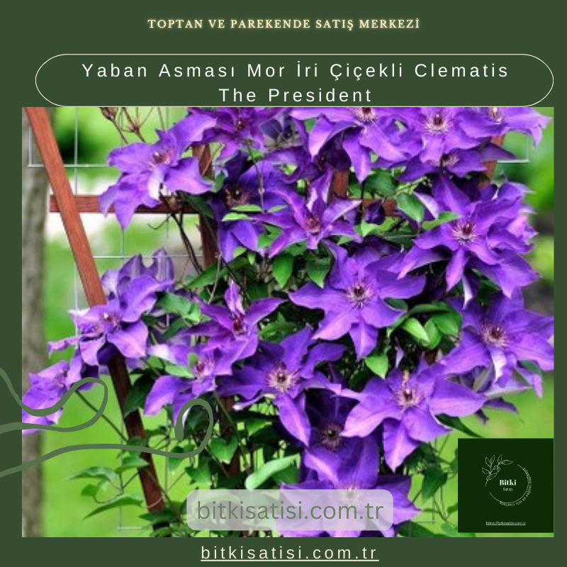 Yaban Asması Mor İri Çiçekli Clematis The President