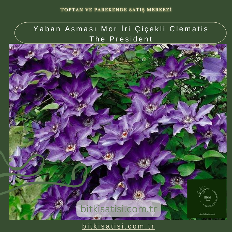 Yaban Asması Mor İri Çiçekli Clematis The President