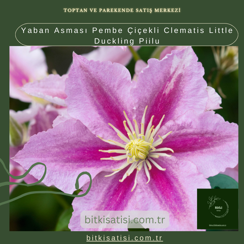Yaban Asması Pembe Çiçekli Clematis Little Duckling Piilu