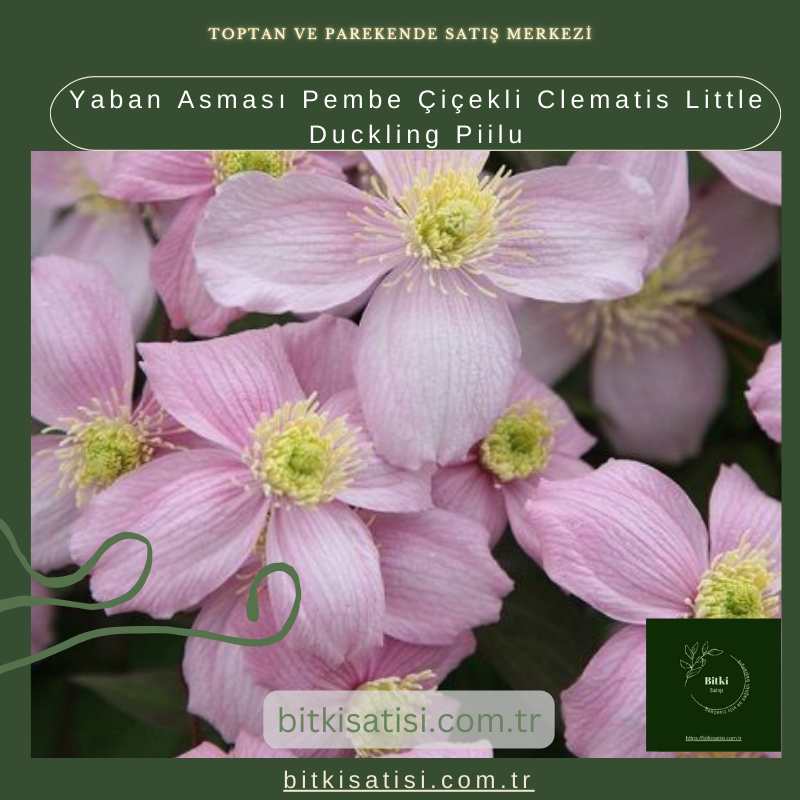 Yaban Asması Pembe Çiçekli Clematis Little Duckling Piilu