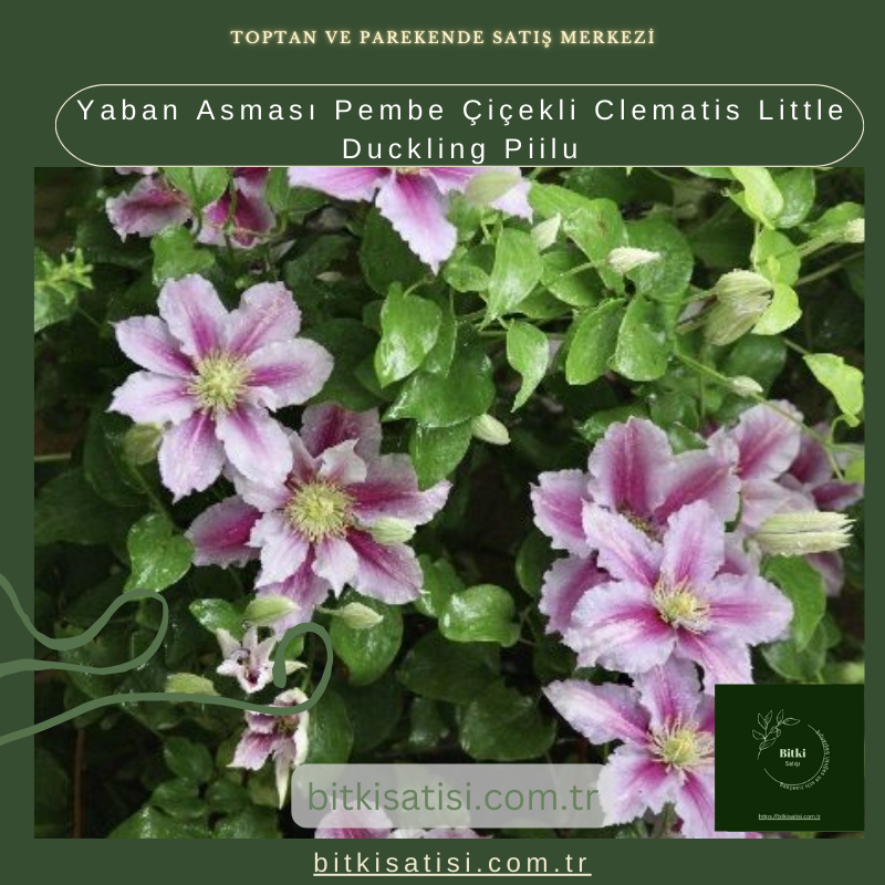 Yaban Asması Pembe Çiçekli Clematis Little Duckling Piilu