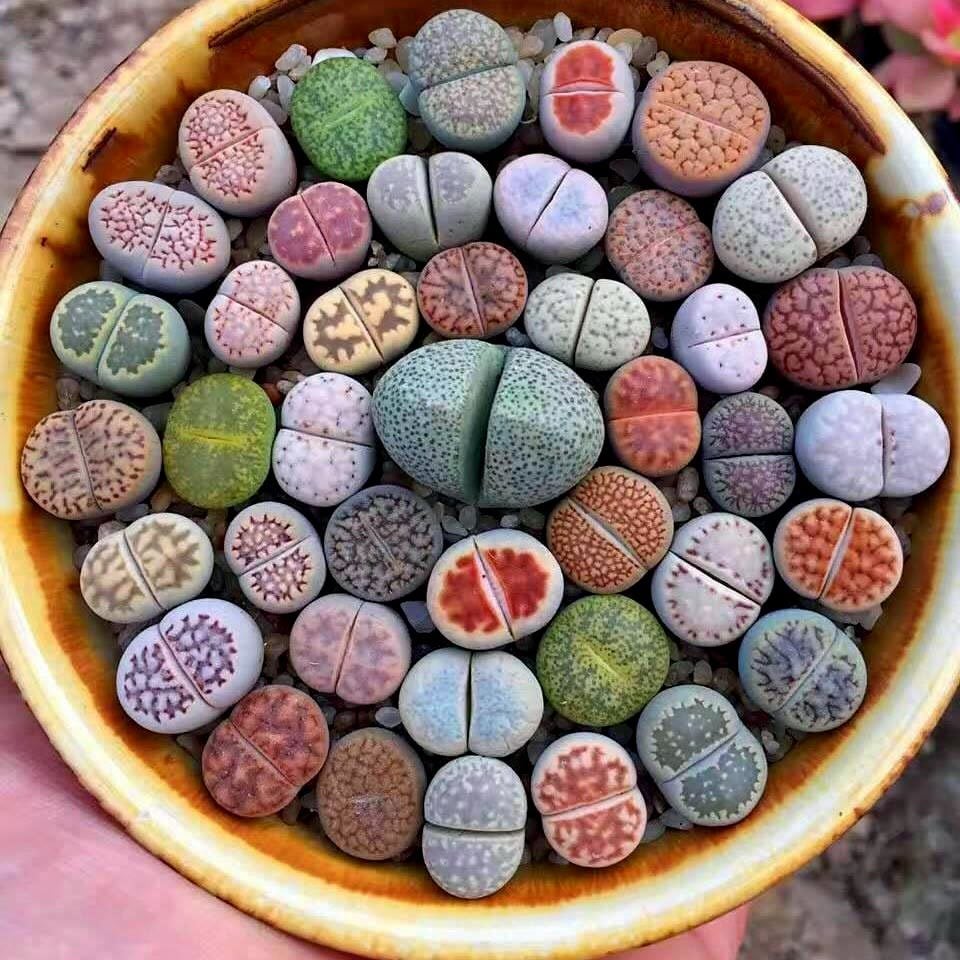 Yaşayan Taşlar: Lithops Taş Kaktüsü İle Bahçenize Estetik Katın Yaşayan Taşlar: Lithops Taş Kaktüsü İle Bahçenize Estetik Katın