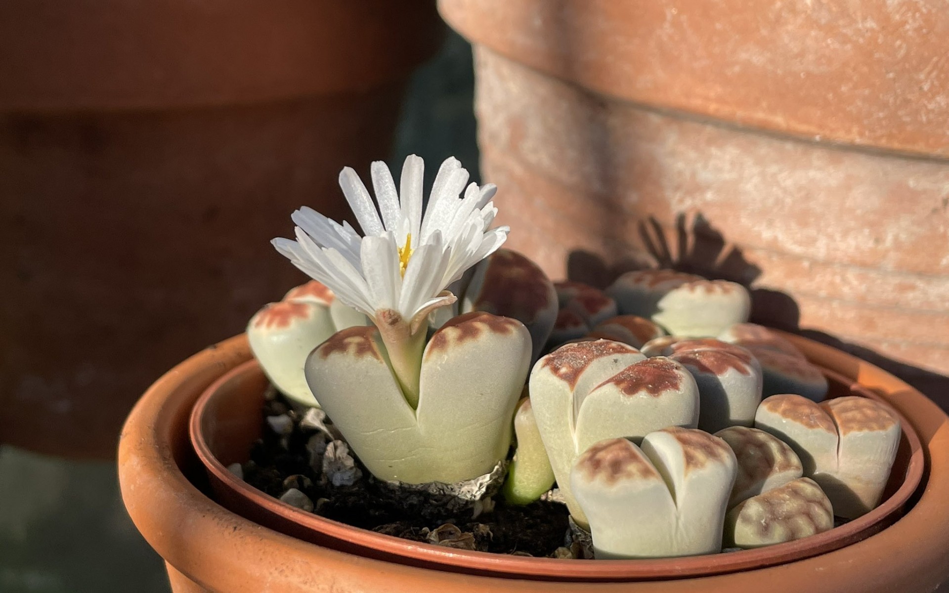 Yaşayan Taşlar: Lithops Taş Kaktüsü İle Bahçenize Estetik Katın