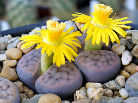 Yaşayan Taşlar: Lithops Taş Kaktüsü İle Bahçenize Estetik Katın