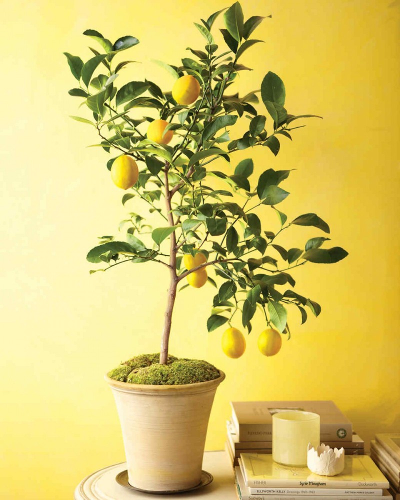 Yediveren Limon ile Taze ve Sağlıklı Meyveler Yetiştirin Yediveren Limon ile Taze ve Sağlıklı Meyveler Yetiştirin