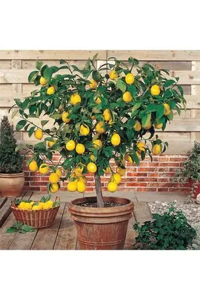 Yediveren Limon ile Taze ve Sağlıklı Meyveler Yetiştirin Yediveren Limon ile Taze ve Sağlıklı Meyveler Yetiştirin