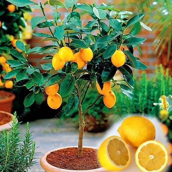 Yediveren Limon ile Taze ve Sağlıklı Meyveler Yetiştirin