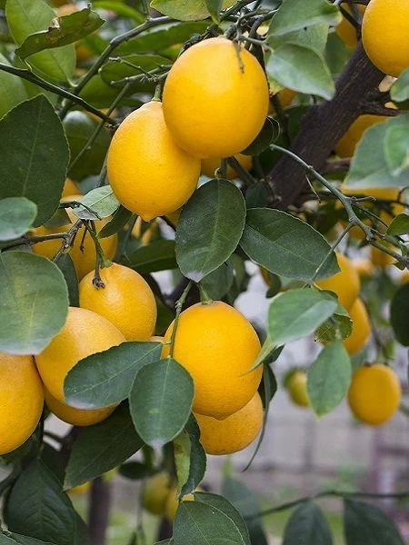 Yediveren Limon ile Taze ve Sağlıklı Meyveler Yetiştirin