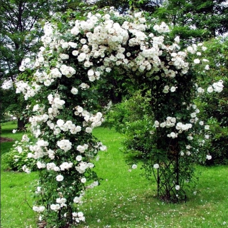 Yediveren Sarmaşık Gülü: Yaz Boyunca Çiçek Açan Güller ile Bahçenizi Güzelleştirin Yediveren Sarmaşık Gülü: Yaz Boyunca Çiçek Açan Güller ile Bahçenizi Güzelleştirin