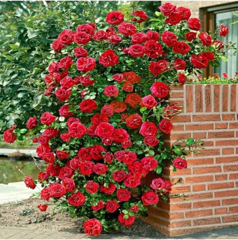 Yediveren Sarmaşık Gülü: Yaz Boyunca Çiçek Açan Güller ile Bahçenizi Güzelleştirin Yediveren Sarmaşık Gülü: Yaz Boyunca Çiçek Açan Güller ile Bahçenizi Güzelleştirin