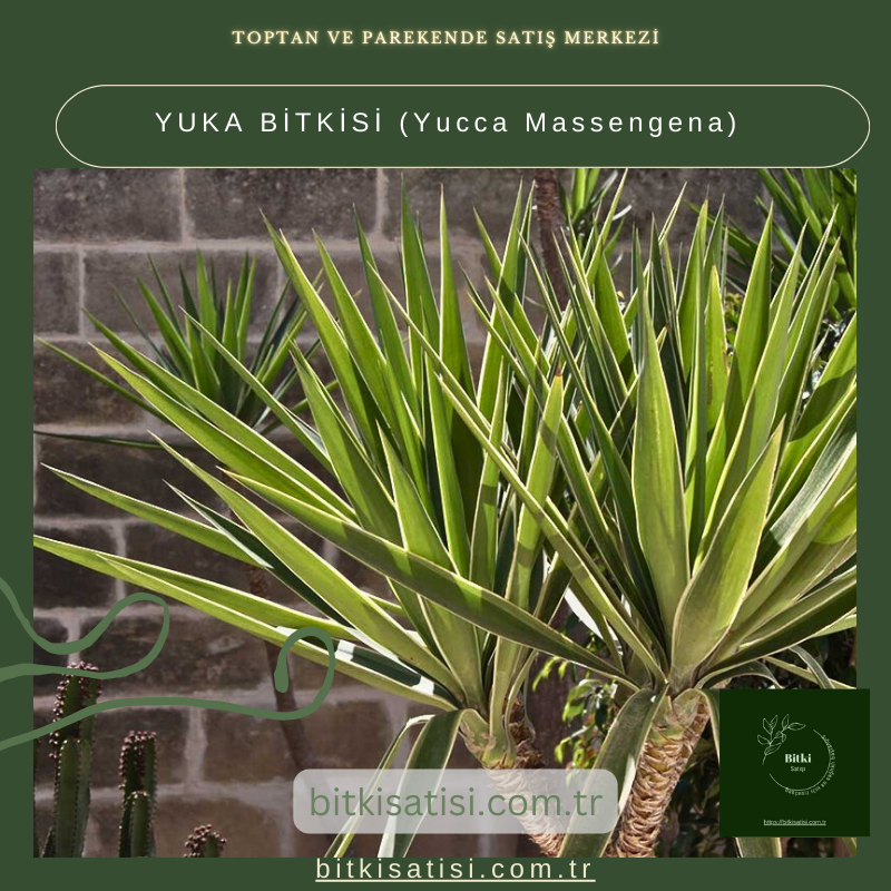 YUKA BİTKİSİ (Yucca Massengena) YUKA BİTKİSİ (Yucca Massengena)