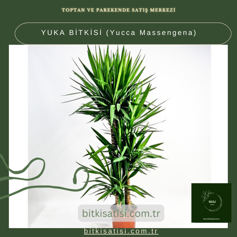 YUKA BİTKİSİ (Yucca Massengena) YUKA BİTKİSİ (Yucca Massengena)