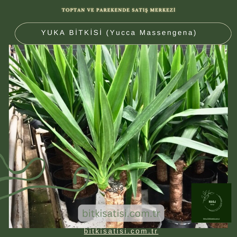 YUKA BİTKİSİ (Yucca Massengena) YUKA BİTKİSİ (Yucca Massengena)