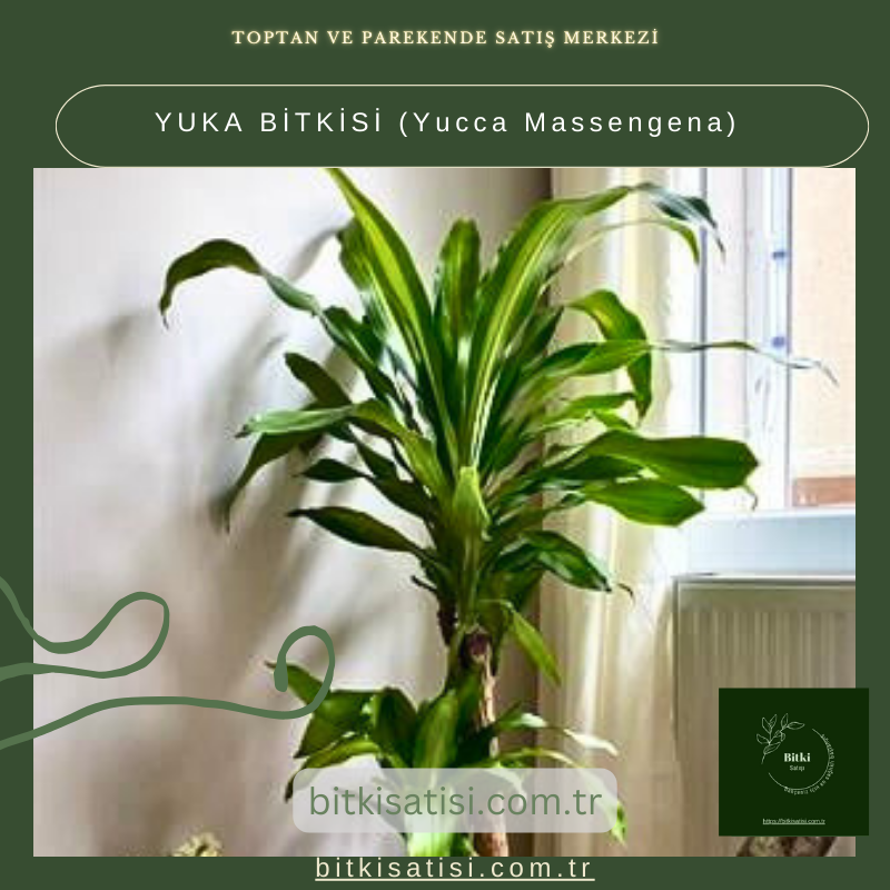 YUKA BİTKİSİ (Yucca Massengena) YUKA BİTKİSİ (Yucca Massengena)