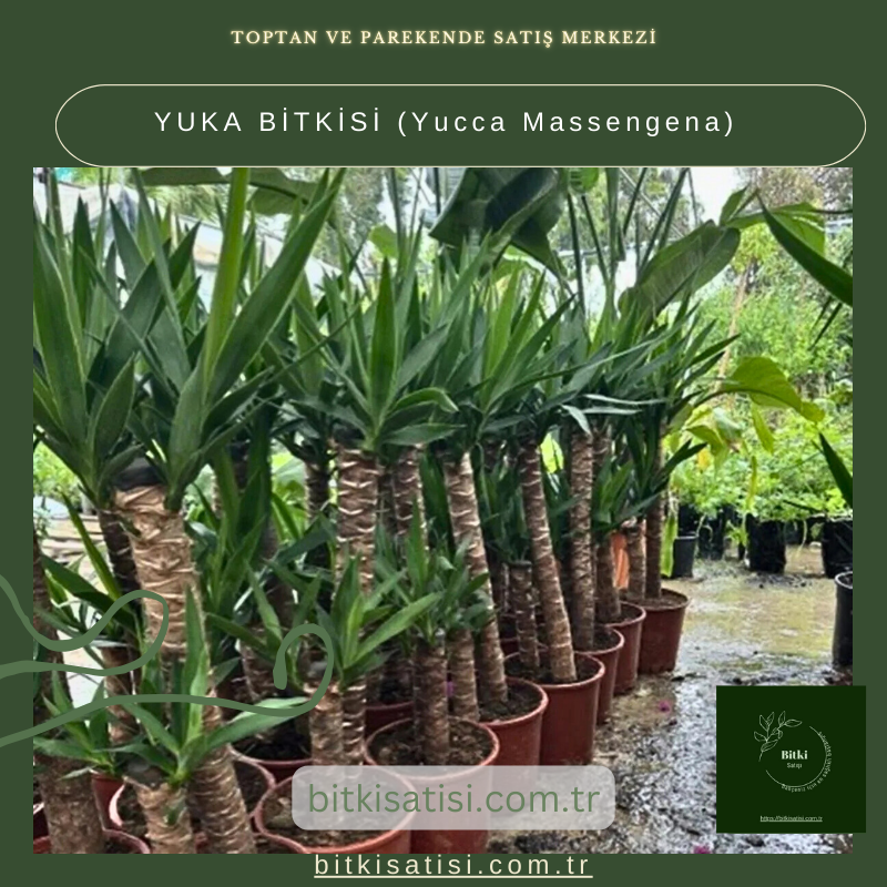 YUKA BİTKİSİ (Yucca Massengena) YUKA BİTKİSİ (Yucca Massengena)
