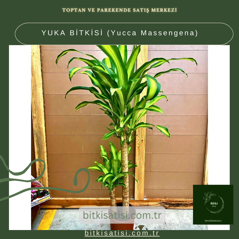 YUKA BİTKİSİ (Yucca Massengena) YUKA BİTKİSİ (Yucca Massengena)