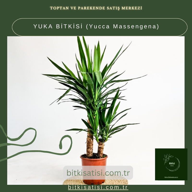 YUKA BİTKİSİ (Yucca Massengena) YUKA BİTKİSİ (Yucca Massengena)
