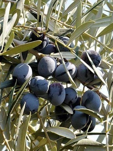Yüksek Verimli Zeytinler İçin Hakiki Gemlik Zeytin Fidanı Satışta!