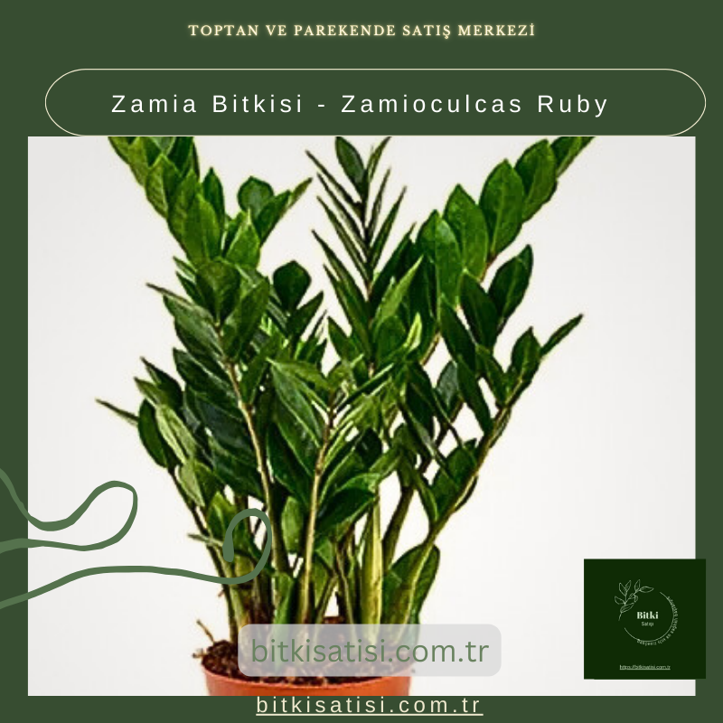 Zamia Bitkisi - Zamioculcas Ruby