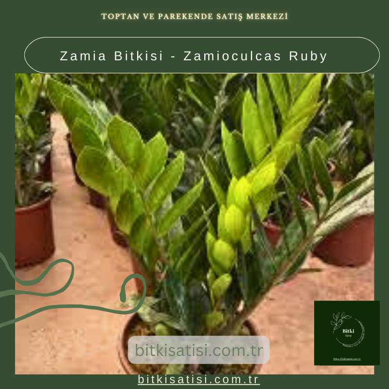 Zamia Bitkisi - Zamioculcas Ruby