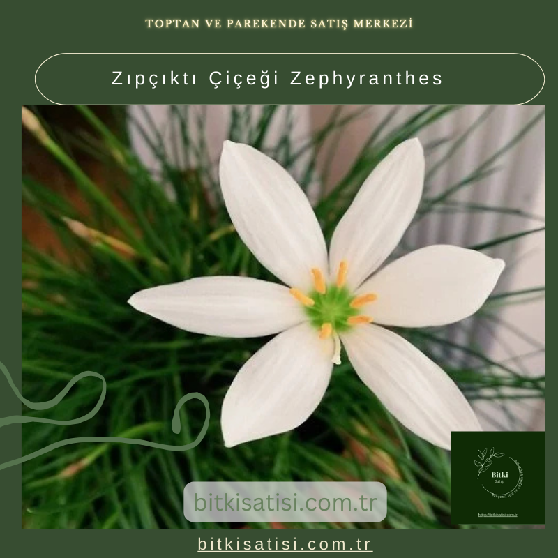 Zıpçıktı Çiçeği Zephyranthes