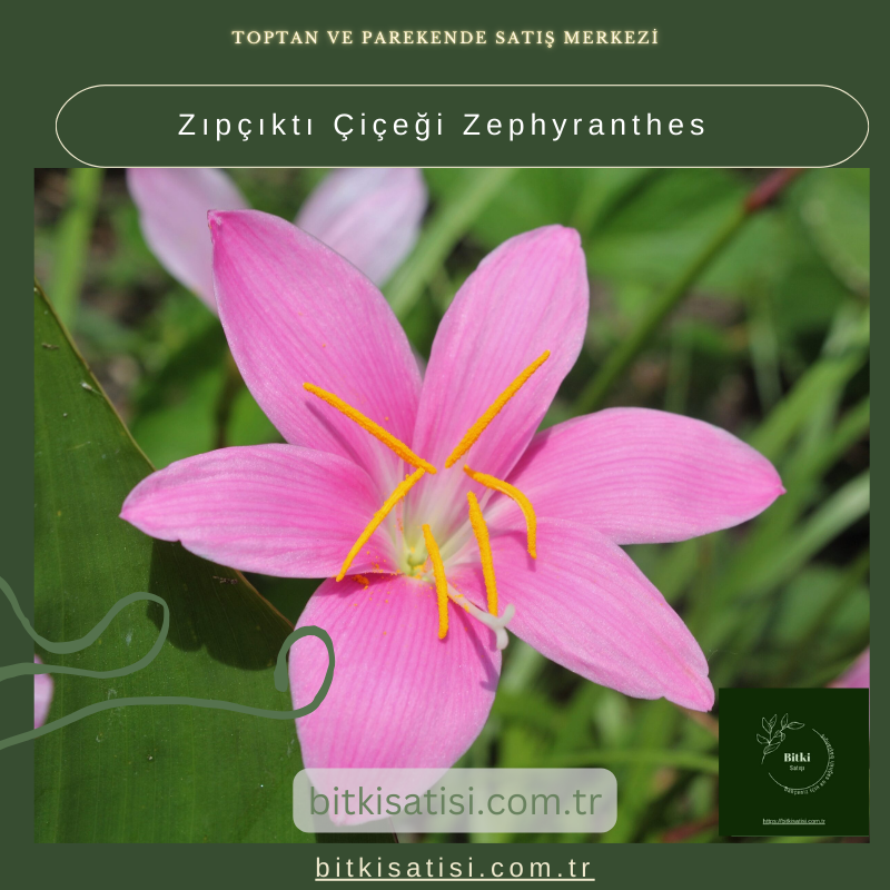 Zıpçıktı Çiçeği Zephyranthes
