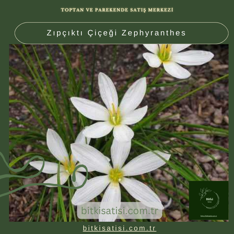 Zıpçıktı Çiçeği Zephyranthes