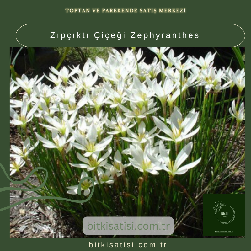 Zıpçıktı Çiçeği Zephyranthes
