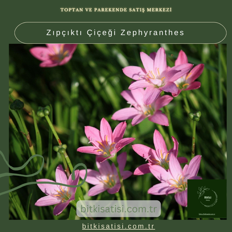Zıpçıktı Çiçeği Zephyranthes
